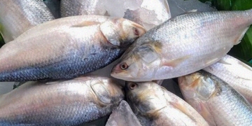 ‘Pulasa’ – The fish of the elite