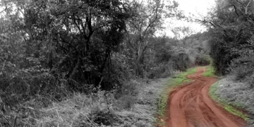Land sharks eat into Kondapalli Reserve Forest Areas!