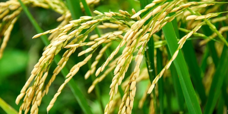 Andhra farmer raises alarm on food grains scam, nabbed by police