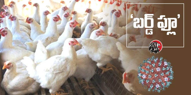 Bird flu threat: Can we consume chicken?