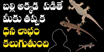 బల్లి అక్కడ పడితే మీకు తప్పక ధన లాభం కలుగుతుంది | What Happens If 𝐋𝐈𝐙𝐀𝐑𝐃 Falls On Your Body Parts ??