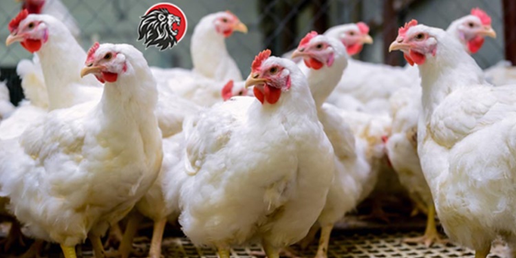Chicken Prices Skyrocket