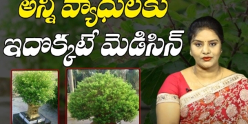 అన్ని వ్యాధులకు ఇదొక్కటే మెడిసిన్ | Health Benefits Of Tulsi | Health Videos In Telugu | Leo Health