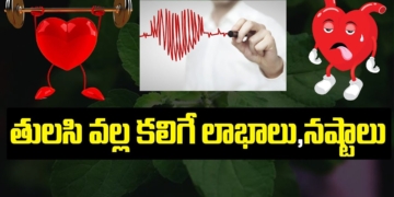 తులసి వల్ల కలిగే లాభాలు నష్టాలు | Benefits Of Tulsi leaves | Health Tips In Telugu | Leo Health