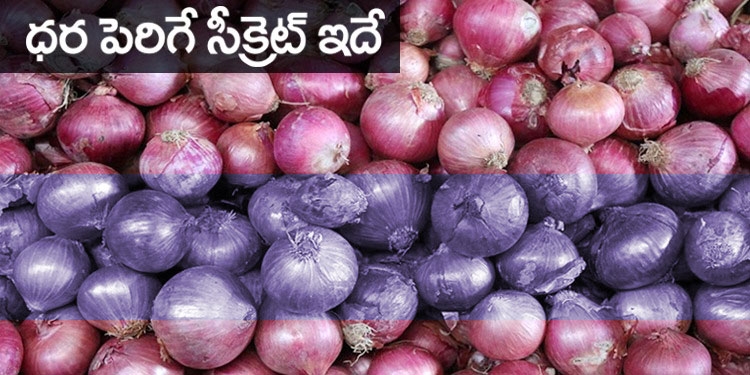 Onion Prices Increase Rs 120 per Kg