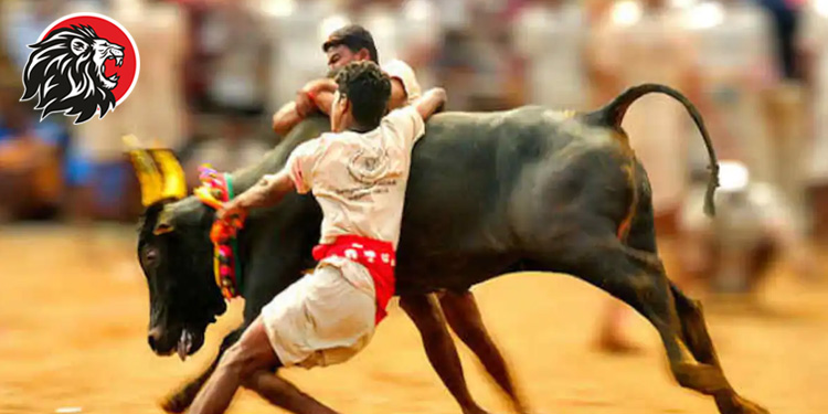 jallikattu