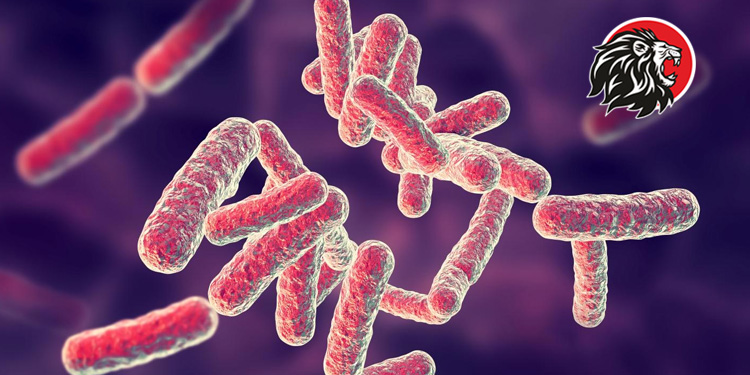 shigella bacterial infection