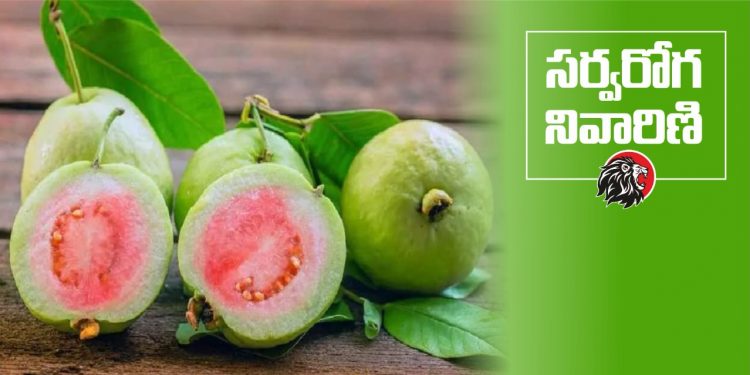 Health Benefits of Guava Fruit - www.theleonews.com