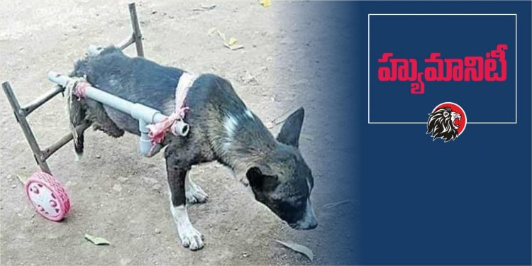 Doctor Shows Humanity On Dog - www.theleonews.com